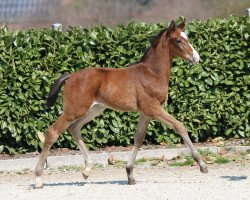 dressage horse Hengst von Diamond Deluxe (Westphalian, 2019, from Diamond Deluxe)