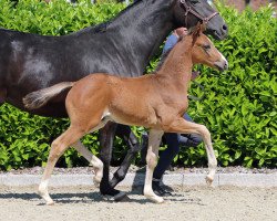 dressage horse Hengst von Diamond Deluxe (Westphalian, 2019, from Diamond Deluxe 3)