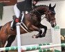 jumper Jolene de Ness (KWPN (Royal Dutch Sporthorse), 2014, from Sterrehof's Opium)