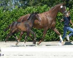 dressage horse Stute von Diamond Deluxe (Westphalian, 2019, from Diamond Deluxe 3)