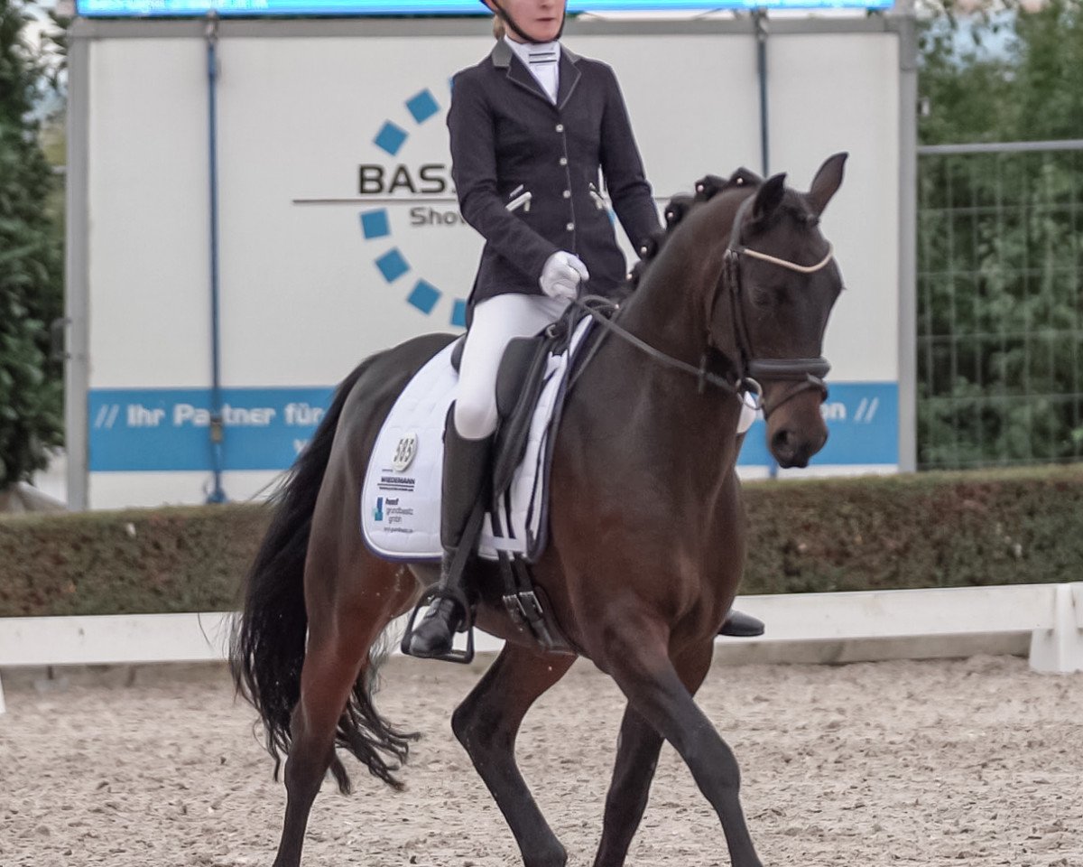 Dressurpferd Dark Diamond At (Deutsches Reitpony, 2011, von Dance Star AT NRW)