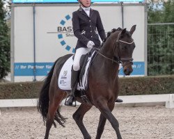 dressage horse Dark Diamond At (German Riding Pony, 2011, from Dance Star AT)