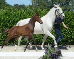 dressage horse Hengst von Diamond Deluxe (Westphalian, 2019, from Diamond Deluxe 3)