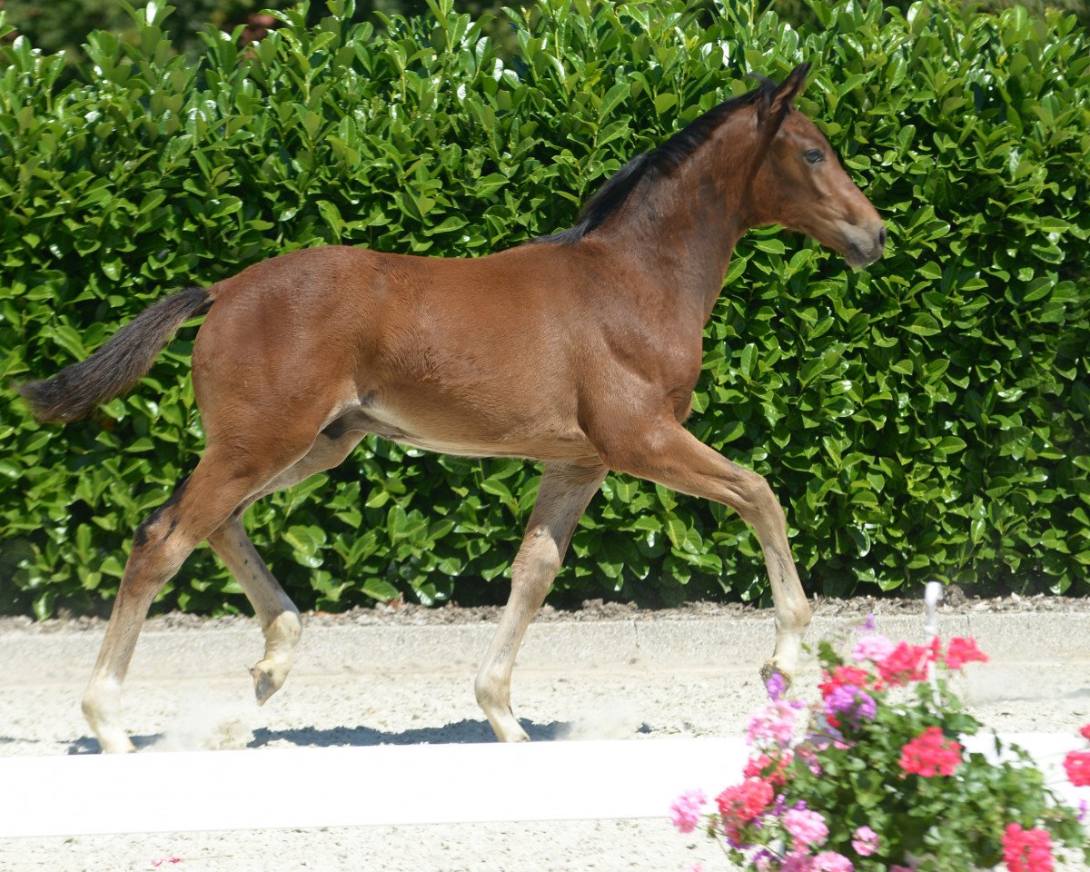dressage horse Hengst von Diamond Deluxe (Westphalian, 2019, from Diamond Deluxe)