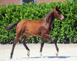 dressage horse Stute von Alpha Royal (Westphalian, 2019, from Alpha Royal)