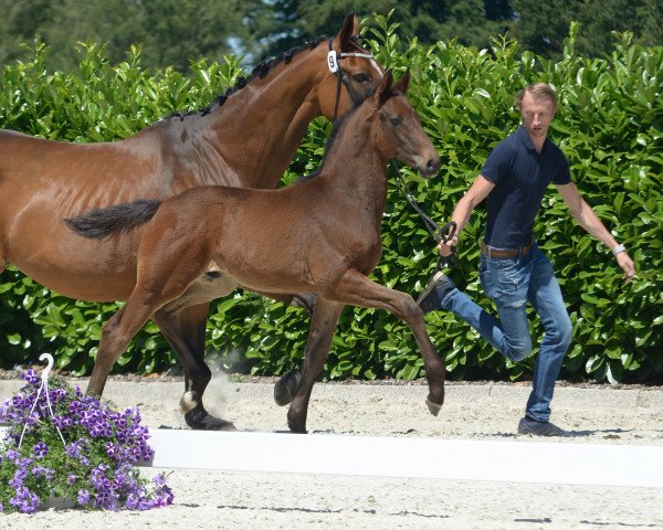 dressage horse Raffaello Rossi (Westphalian, 2019, from Rock Deluxe NRW)