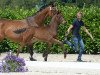 dressage horse Raffaello Rossi (Westphalian, 2019, from Rock Deluxe NRW)