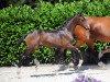 dressage horse Dream Dancer 91 (Westphalian, 2019, from Diamond Deluxe 3)