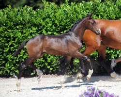 dressage horse Dream Dancer 91 (Westphalian, 2019, from Diamond Deluxe)