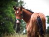 Springpferd Fridolin 445 (Trakehner, 2019, von Kentucky)