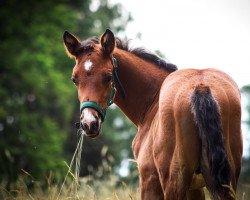 jumper Fridolin 445 (Trakehner, 2019, from Kentucky)