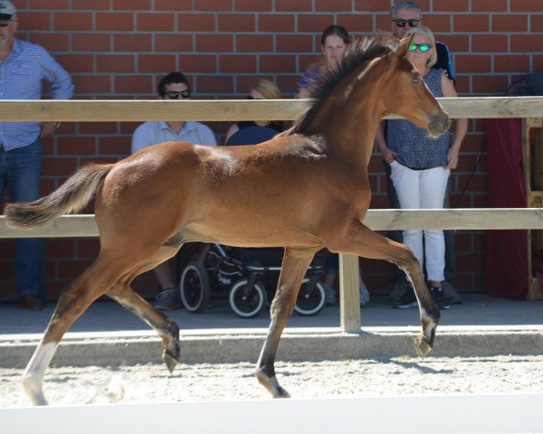 dressage horse Dios Mios (Westphalian, 2019, from Diamond Deluxe 3)