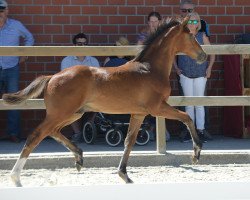 dressage horse Dios Mios (Westphalian, 2019, from Diamond Deluxe)