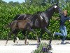 dressage horse Stute von Rock Deluxe (Westphalian, 2019, from Rock Deluxe NRW)