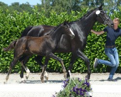 dressage horse Stute von Rock Deluxe (Westphalian, 2019, from Rock Deluxe NRW)