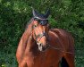 dressage horse Luigi (Hanoverian, 2011, from Le Rouge 7)