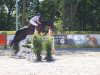 dressage horse Royal Bella-Donnerhall (Oldenburg, 2013, from Bon Bravour)