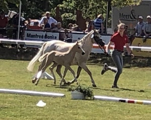 dressage horse Duplo White (German Riding Pony, 2019, from Dating At NRW)