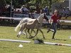 Dressurpferd Duplo White (Deutsches Reitpony, 2019, von Dating At NRW)