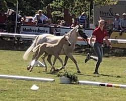 Dressurpferd Duplo White (Deutsches Reitpony, 2019, von Dating At NRW)