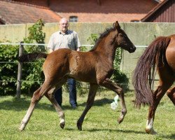 broodmare Smile 6 (Hanoverian, 2015, from San Amour I)