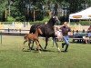 dressage horse Henriette (Oldenburg, 2019, from Benefit)