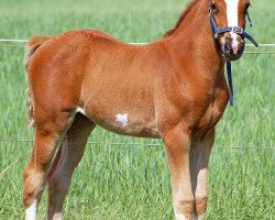 jumper Pellesta (German Sport Horse, 2018, from Cellestial)