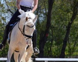 broodmare Heitholms Curly Sue (German Riding Pony, 2015, from Cocktailzauber)