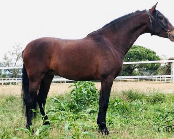 horse Elegido (Pura Raza Espanola (PRE), 2015)