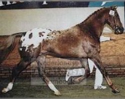 Deckhengst Oleander (Appaloosa, 1993, von De Saint Urus d'Olympe x)