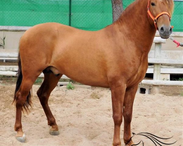 stallion Elegante (Pura Raza Espanola (PRE), 2016)