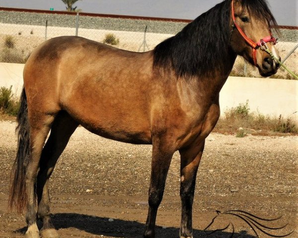 Pferd Aurora (Pura Raza Espanola (PRE), 2015)
