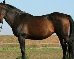 broodmare Marani II (Trakehner, 1988, from Arogno)