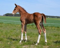 jumper Cargomaxx (German Sport Horse, 2019, from Chacfly PS)