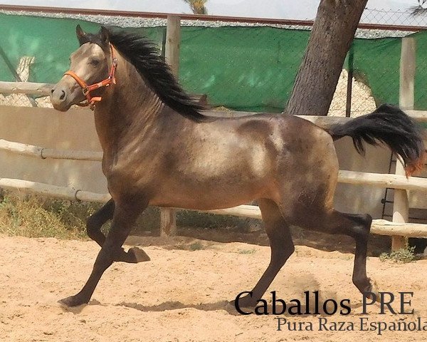 Pferd Valiente (Pura Raza Espanola (PRE), 2016)