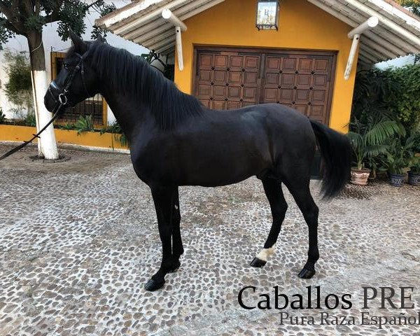 Pferd 151 (Pura Raza Espanola (PRE), 2015)