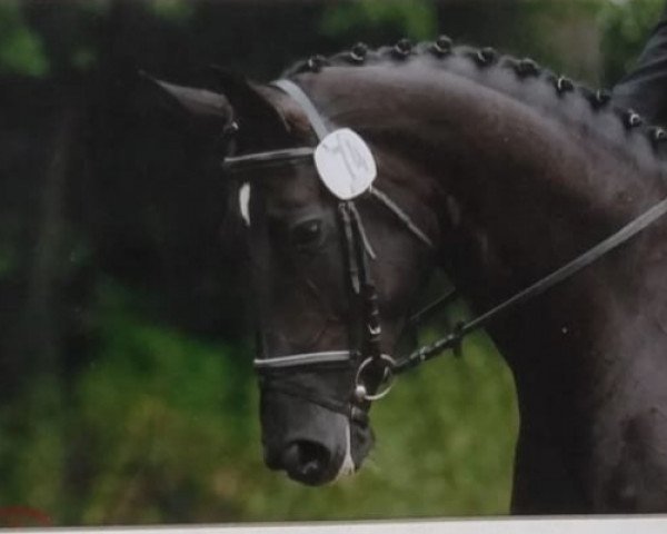 broodmare Diaskia (Hanoverian, 2000, from De Niro)