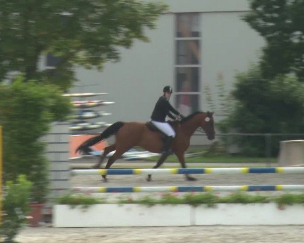 Reitturnier Rot am See-Musdorf 2016