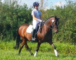 dressage horse Halenkino-Girl (German Riding Pony, 2001, from Halenkino)