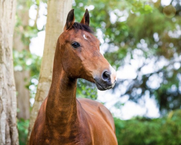 horse Don Sputnik (German Riding Pony, 1999, from Hondsrug Don Gregory)