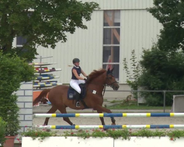 Reitturnier Rot am See-Musdorf 2016