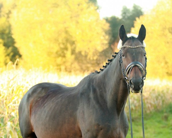 broodmare Lucia (Hanoverian, 2000, from Lauries Crusador xx)
