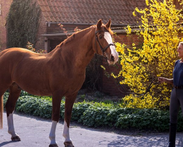 Pferd Willy Go 4 (Hannoveraner, 1988, von Wanderer)