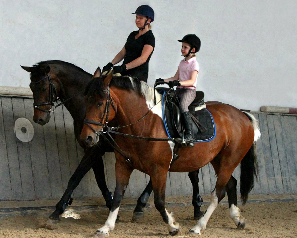 broodmare Migotka (Roan Warmblood, 2004, from Tramal)
