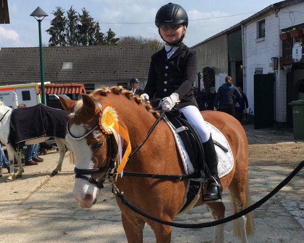 dressage horse Lakeway's Temptation (unknown, 2011)