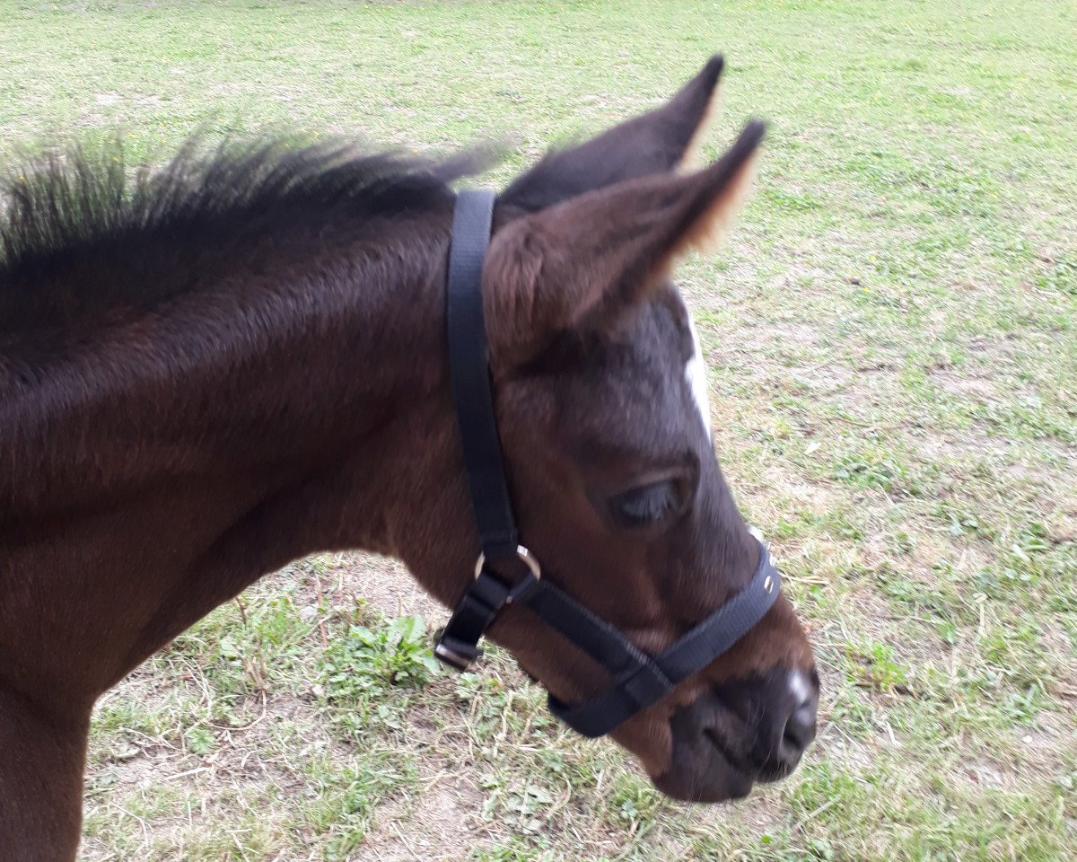 Zuchtstute Destiney (Westfale, 2019, von Blue Hors Dreamline)
