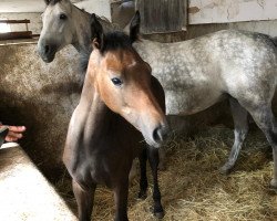 broodmare Fantaghirò DG (German Sport Horse, 2019, from Franziskus FRH)