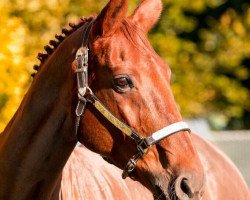 broodmare Roma (Westphalian, 1995, from Ramiro's Son I)