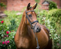 Pferd Flockentanz (Trakehner, 2015, von E.H. Millennium)