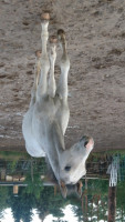 horse Peppino white (Deutsches Sportpferd, 2019, from Peppermint Blue)